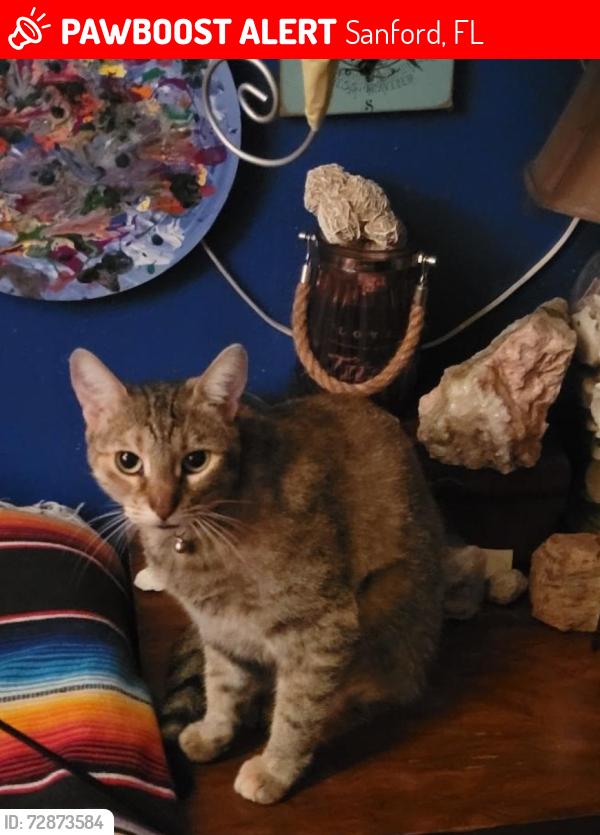 Lost Female Cat last seen Collins Drive, Sanford FL, Sanford, FL 32773