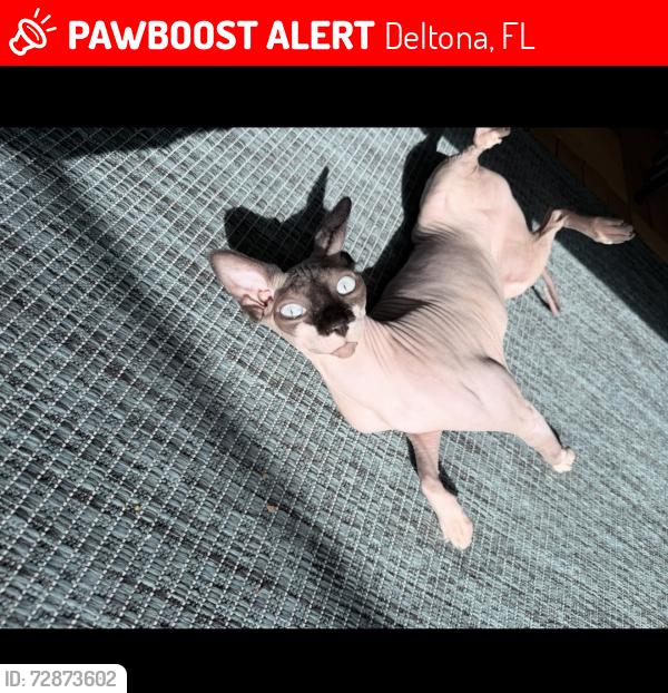 Lost Female Cat last seen Whitewood and Wellington , Deltona, FL 32725