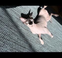 Lost Female Cat last seen Whitewood and Wellington , Deltona, FL 32725