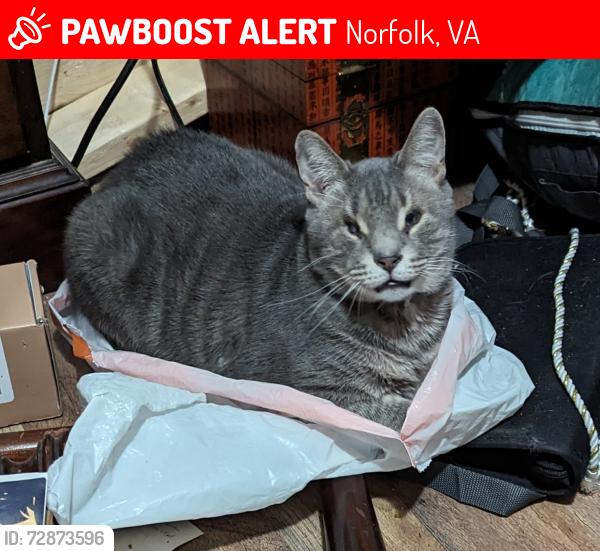 Lost Male Cat last seen Glen Ave and W Bonner Dr, Norfolk, VA 23513