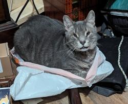 Lost Male Cat last seen Glen Ave and W Bonner Dr, Norfolk, VA 23513