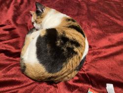 Reunited Female Cat last seen Corner of university ave and Herschel st in midway St. Paul Mn 55104, Saint Paul, MN 55104