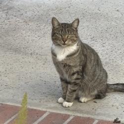 Reunited Female Cat last seen Burbank blvd, Burbank, CA 91506
