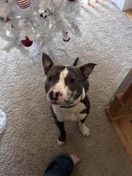 Lost Male Dog last seen Wingate dr, New Bern, NC 28562