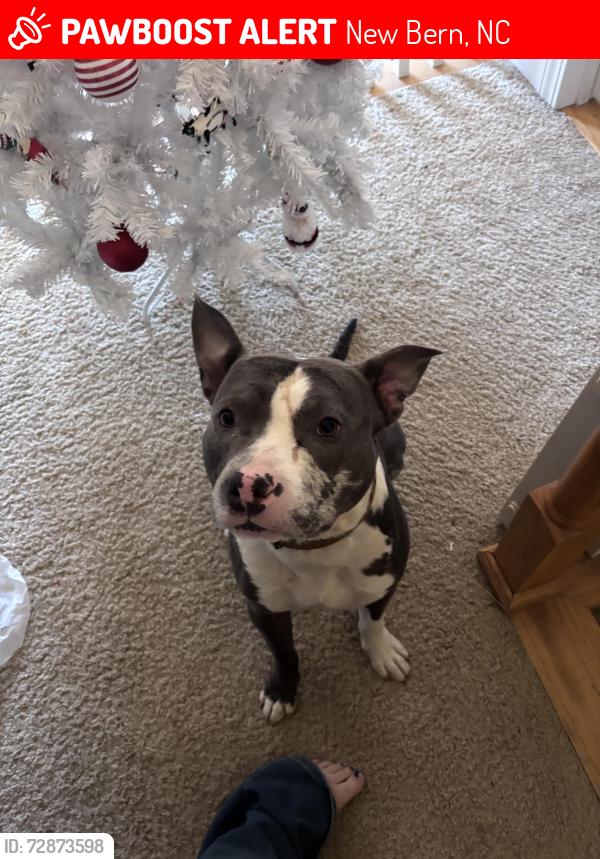 Lost Male Dog last seen Wingate dr, New Bern, NC 28562
