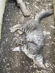Found/Stray Male Cat last seen Moddison Ave and Teichert Ave, Sacramento, CA 95819