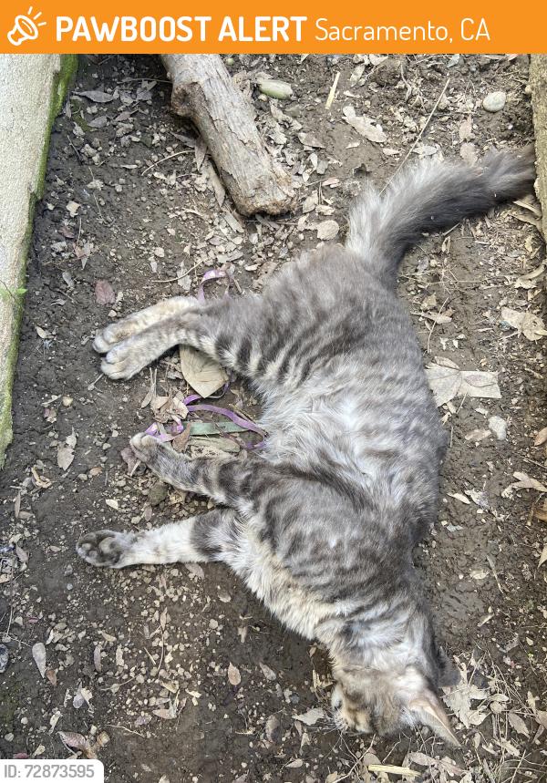 Found/Stray Male Cat last seen Moddison Ave and Teichert Ave, Sacramento, CA 95819