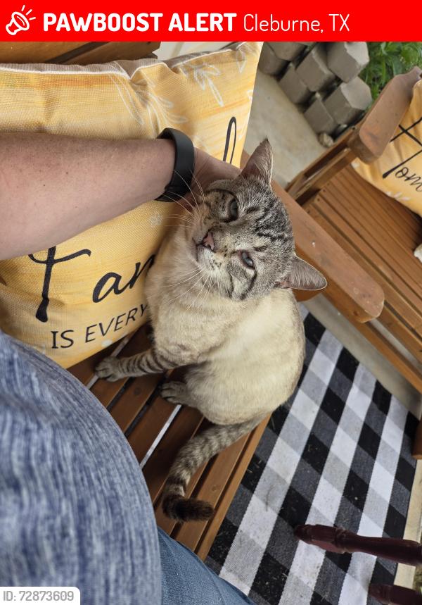 Lost Male Cat last seen Just south of CR310, Cleburne, TX 76031