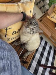 Lost Male Cat last seen Just south of CR310, Cleburne, TX 76031