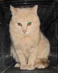 Found/Stray Male Cat last seen Palladium drive , Midlothian, VA 23114