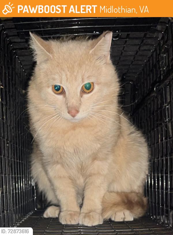 Found/Stray Male Cat last seen Palladium drive , Midlothian, VA 23114