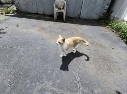 Found/Stray Unknown Cat last seen Sterling St between Alewife Brook Parkway and North St, Somerville, MA 02144