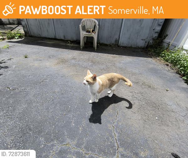 Found/Stray Unknown Cat last seen Sterling St between Alewife Brook Parkway and North St, Somerville, MA 02144