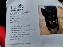 Lost Female Dog last seen Dixie and Fern, West Palm Beach, FL 33401