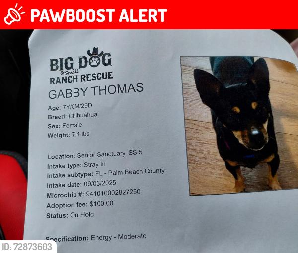 Lost Female Dog last seen Dixie and Fern, West Palm Beach, FL 33401