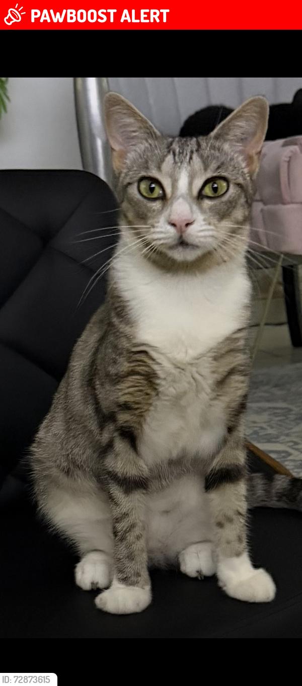 Lost Female Cat last seen Rawson & Howitt streets Caloundra West , Caloundra West, QLD 4551