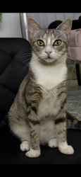 Lost Female Cat last seen Rawson & Howitt streets Caloundra West , Caloundra West, QLD 4551
