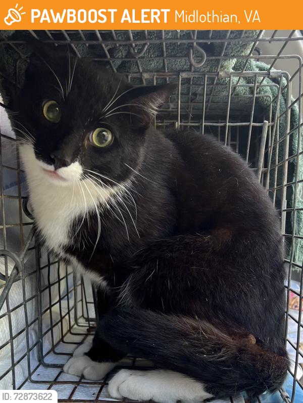 Found/Stray Male Cat last seen  Palladium drive , Midlothian, VA 23114