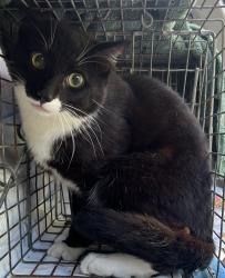Found/Stray Male Cat last seen  Palladium drive , Midlothian, VA 23114