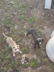 Found/Stray Male Dog last seen Austin Park, Clearlake, CA 95422