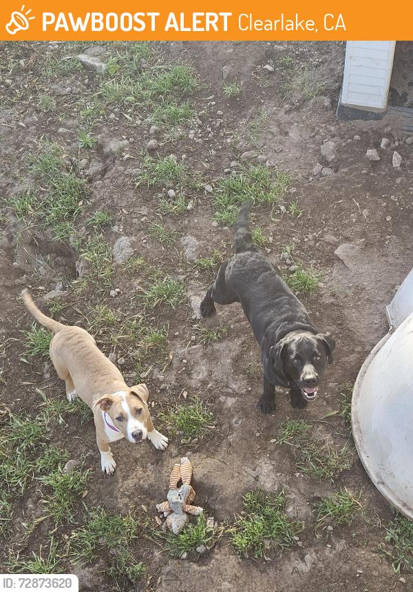 Found/Stray Male Dog last seen Austin Park, Clearlake, CA 95422