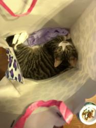 Reunited Male Cat last seen Hillcrest dr, Knoxville, TN 37918