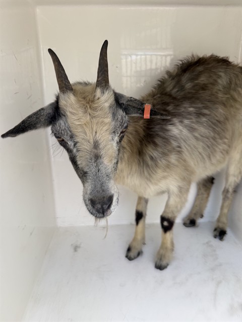 Shelter Stray Male Livestock last seen OAKWOOD AVE, Huntsville, AL 35805