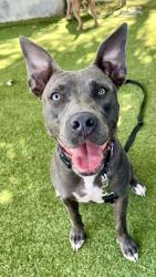Shelter Stray Female Dog last seen AVENTURA MALL, Doral, FL 33122