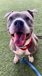 Shelter Stray Female Dog last seen Near BLOCK NW 20TH CT, Doral, FL 33122