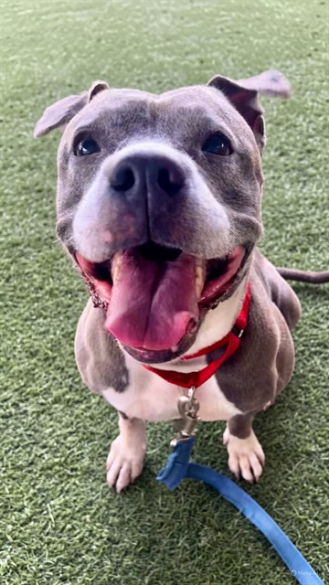 Shelter Stray Female Dog last seen Near BLOCK NW 20TH CT, Doral, FL 33122