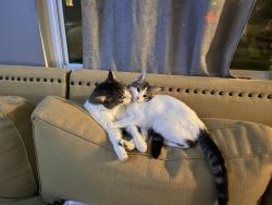 Lost Female Cat last seen Near Moddison Ave, Sacramento, CA 95819