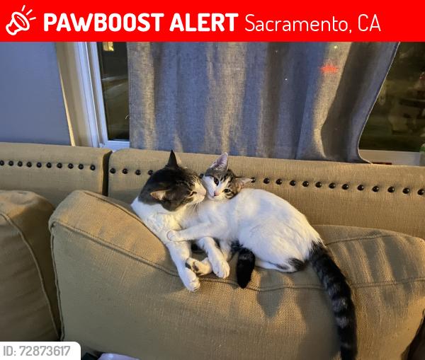 Lost Female Cat last seen Near Moddison Ave, Sacramento, CA 95819