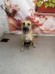 Shelter Stray Female Dog last seen E CITRUS X MOUNTAIN, San Bernardino, CA 92401