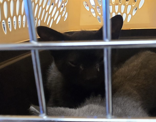 Shelter Stray Female Cat last seen PANAMA ST BAKERSFIELD, Bakersfield, CA 93307
