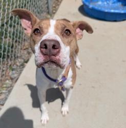 Shelter Stray Female Dog last seen CHARLOTTE, Charlotte, NC 28217