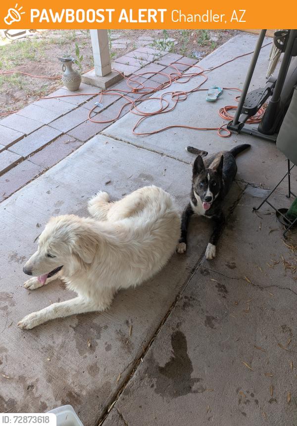 Found/Stray Unknown Dog last seen Chandler and Alma School, Chandler, AZ 85225