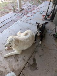 Found/Stray Unknown Dog last seen Chandler and Alma School, Chandler, AZ 85225