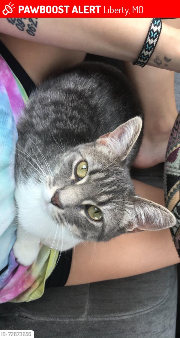 Lost Female Cat last seen Near and Kansas street , Liberty, MO 64068