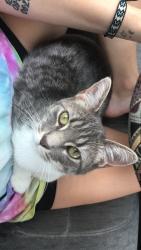 Lost Female Cat last seen Near and Kansas street , Liberty, MO 64068
