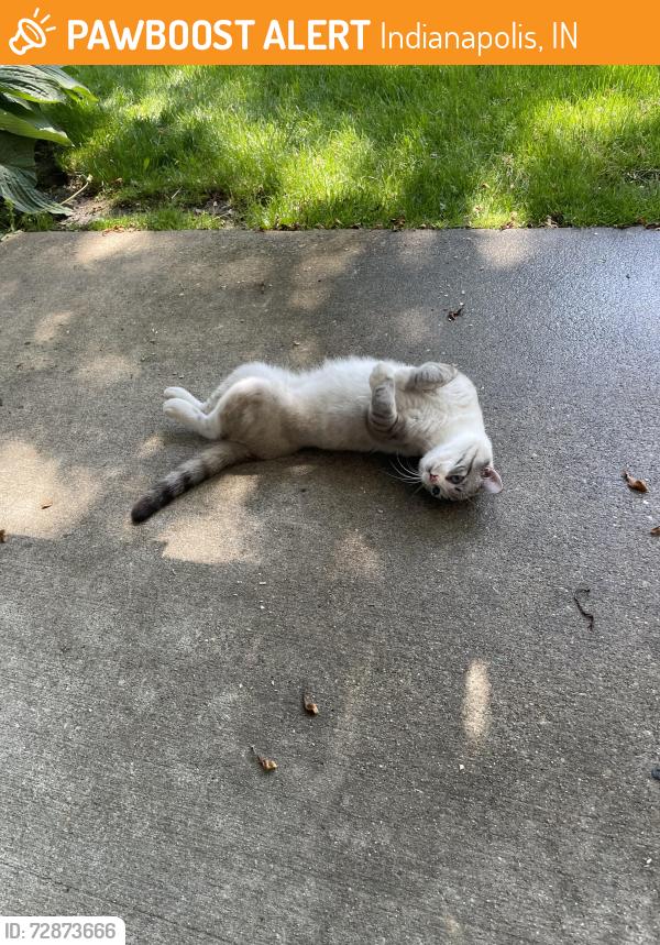 Found/Stray Male Cat last seen Shelbyville/emerson rd, Indianapolis, IN 46237