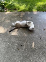 Found/Stray Male Cat last seen Shelbyville/emerson rd, Indianapolis, IN 46237