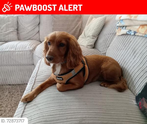Lost Female Dog last seen Dale Lane appleton, Appleton, England WA4 3DN
