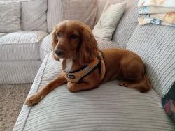 Lost Female Dog last seen Dale Lane appleton, Appleton, England WA4 3DN