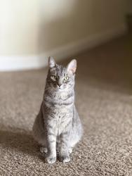 Lost Male Cat last seen Near old farm ln, Prattville, AL 36066