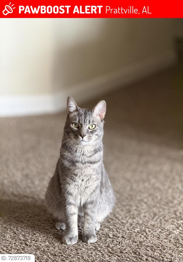 Lost Male Cat last seen Near old farm ln, Prattville, AL 36066