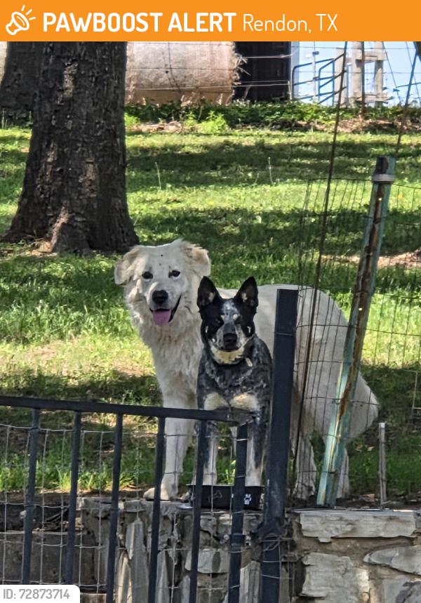 Found/Stray Unknown Dog last seen Hwy 1187 & Drury Cross Rd, Rendon, Rendon, TX 76140
