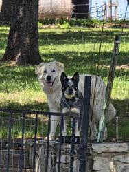 Found/Stray Unknown Dog last seen Hwy 1187 & Drury Cross Rd, Rendon, Rendon, TX 76140