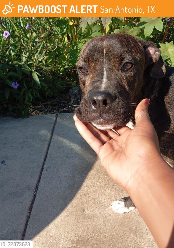 Found/Stray Male Dog last seen Babcock, San Antonio, TX 78249
