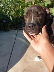 Found/Stray Male Dog last seen Babcock, San Antonio, TX 78249