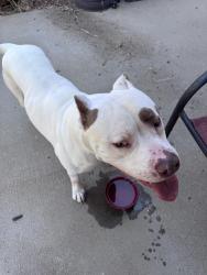 Found/Stray Male Dog last seen Kent and Tower Road , Aurora, CO 80013